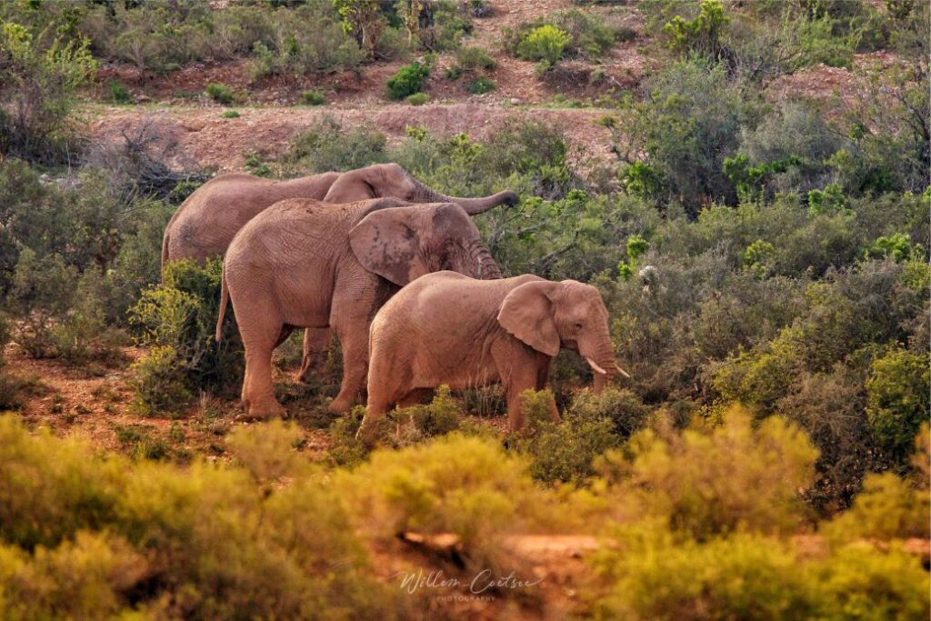 Buffelsdrift Game Lodge (9)